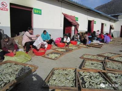 柞水縣紅巖寺鎮(zhèn) 黨建引領(lǐng)，社區(qū)工廠助力脫貧，中藥材產(chǎn)業(yè)煥發(fā)新活力